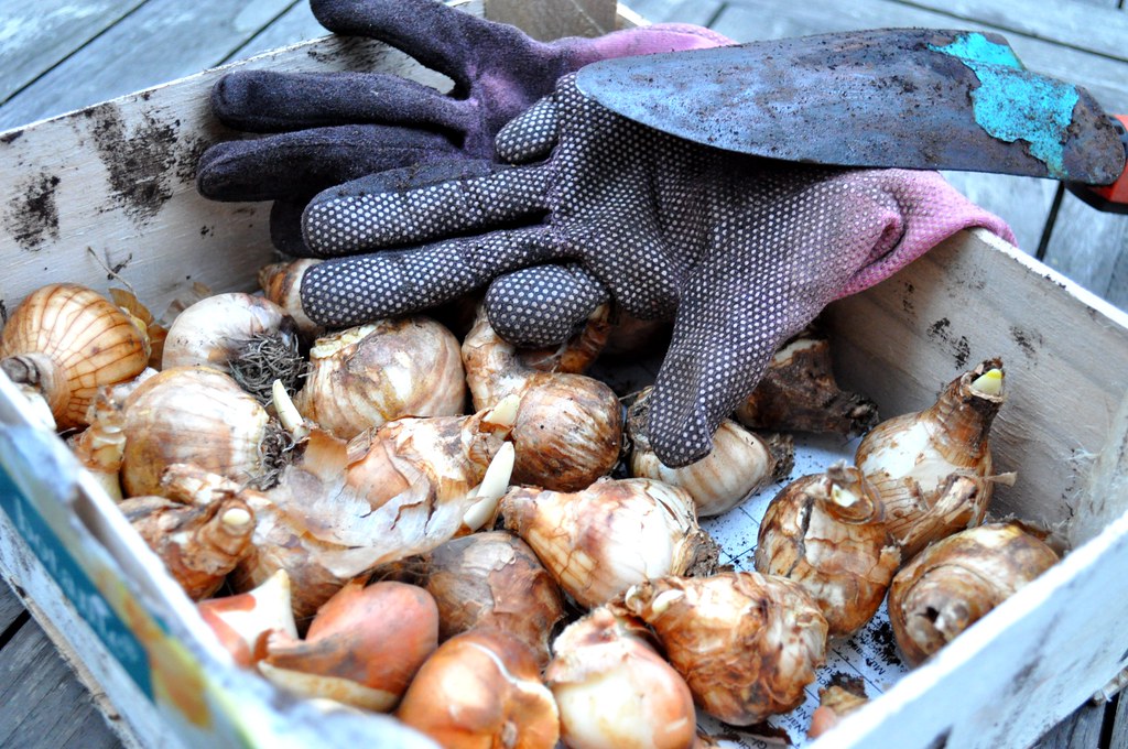 Picture of bulbs ready for planting