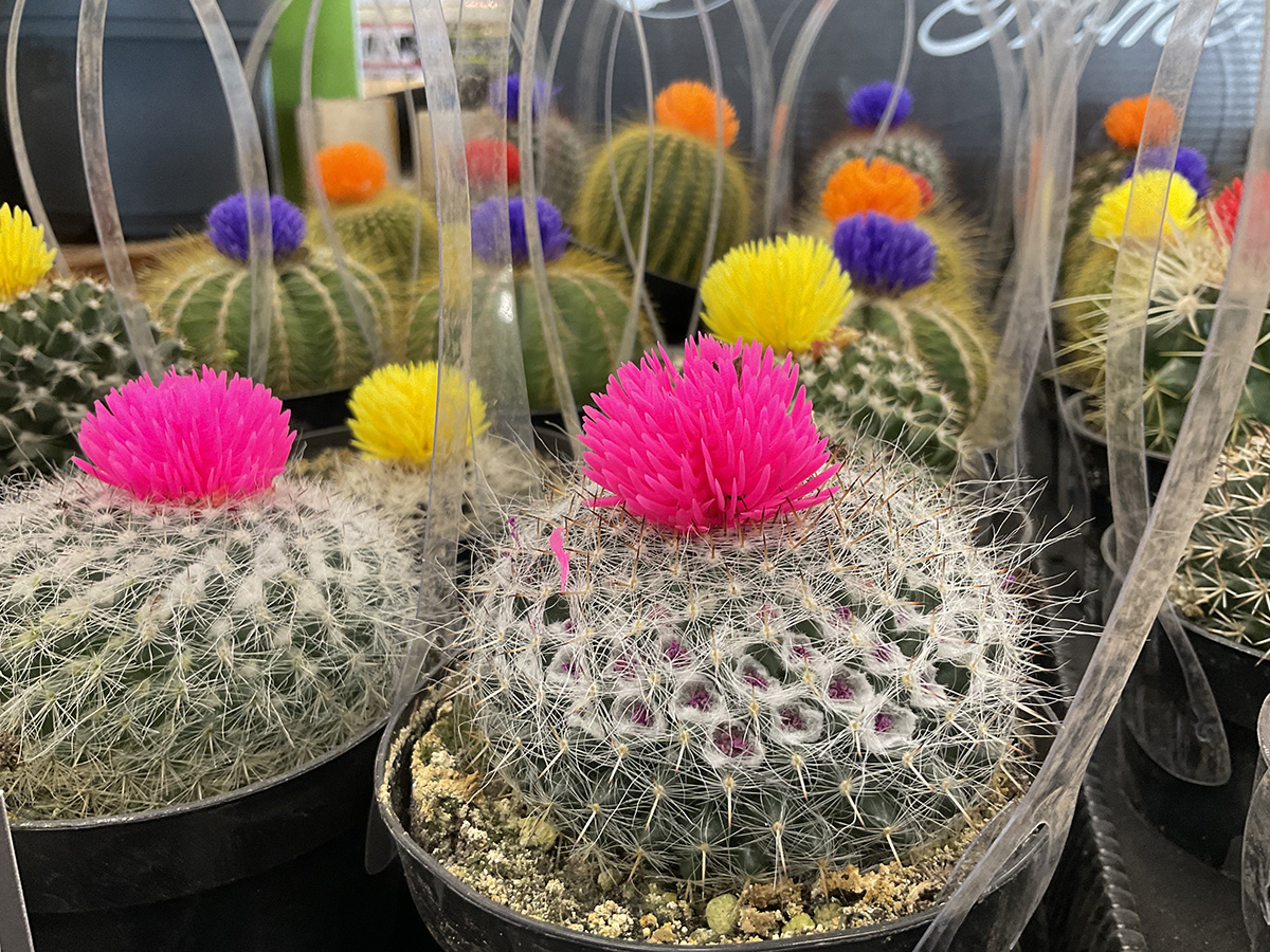 Picture of plastic flowers glued on top of Cacti.