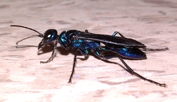Image of steel blue cricket hunter wasp. 