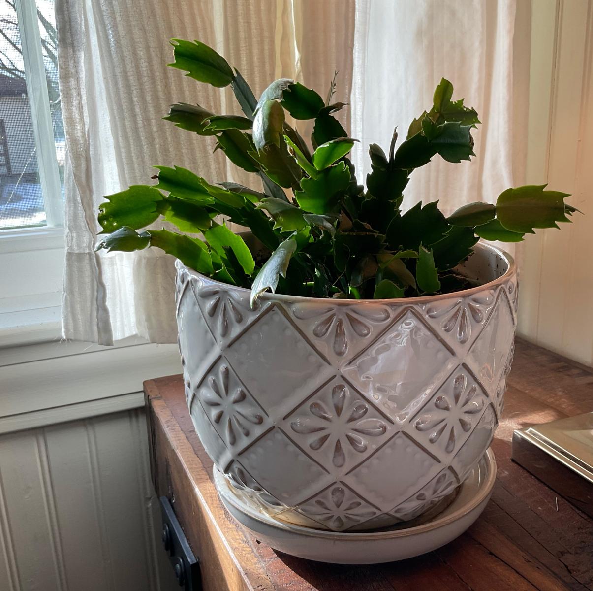 Picture of a Christmas Cactus
