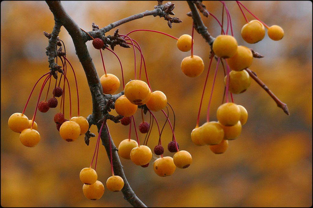 Yellow-orange crabapple fruits.