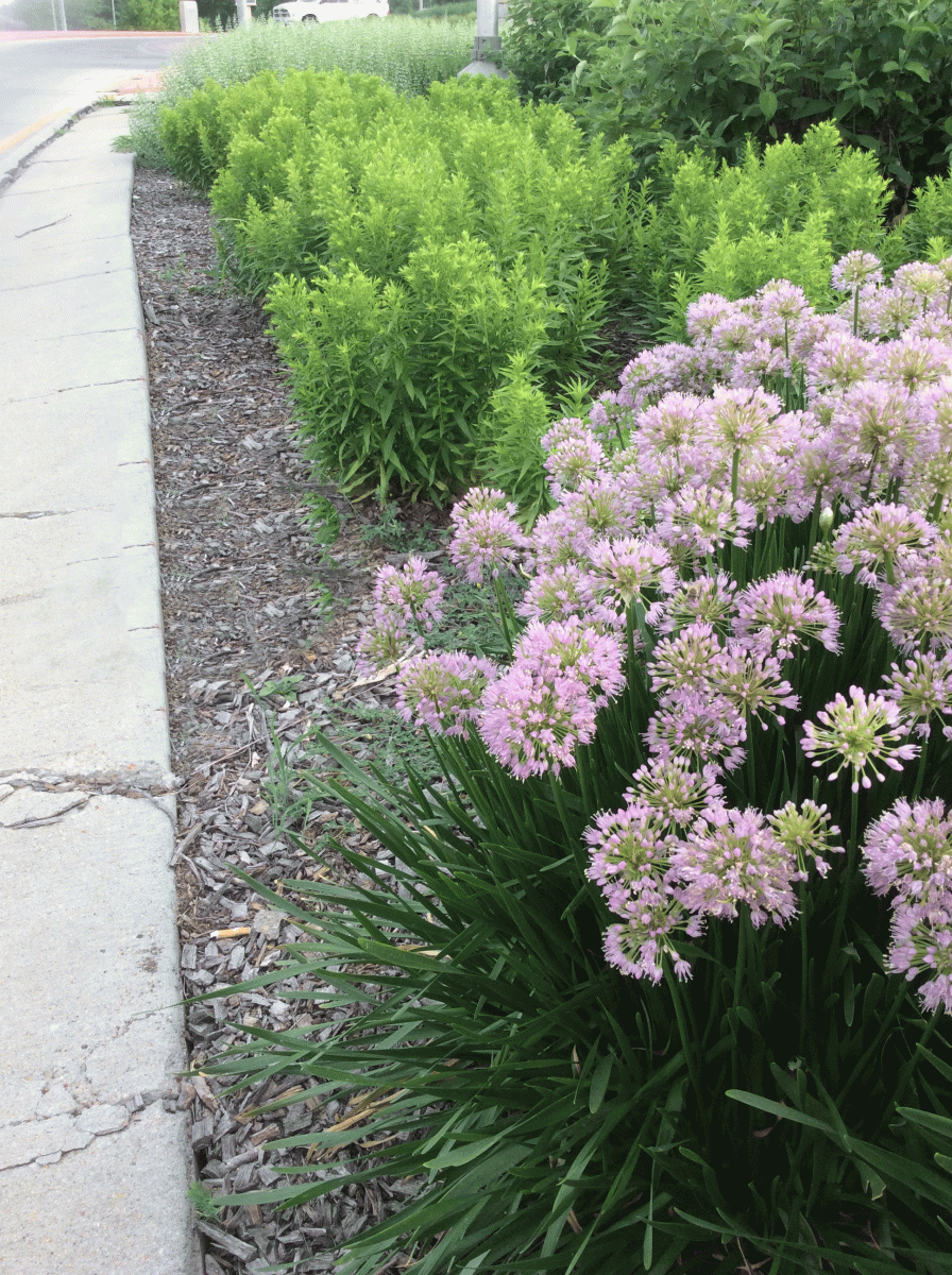 Picture of urban curb planting of allium and goldenrod plants.
