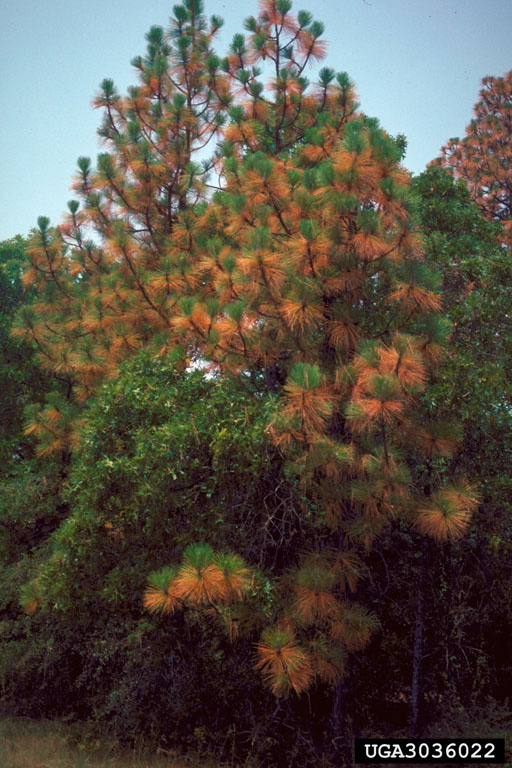Picture of winter drying damage of evergreen trees