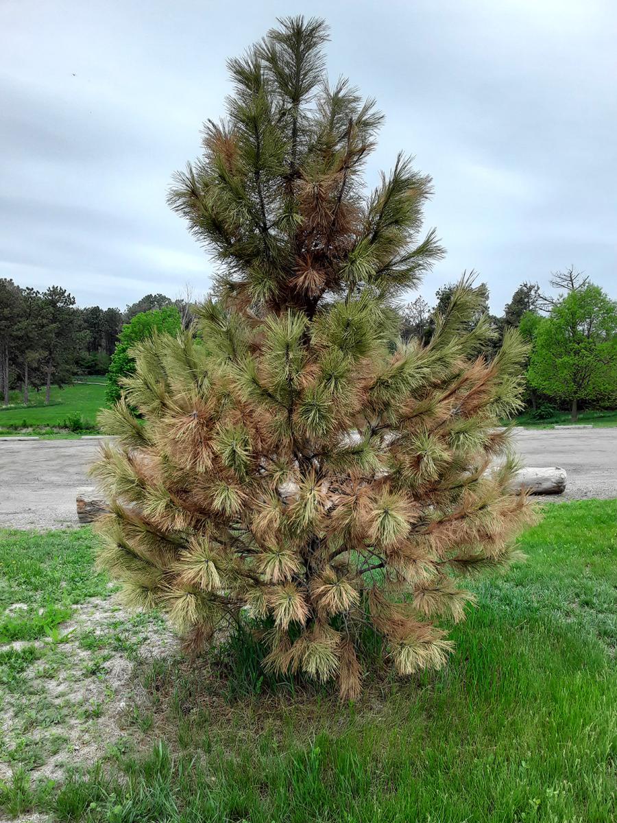 Picture of drought pine