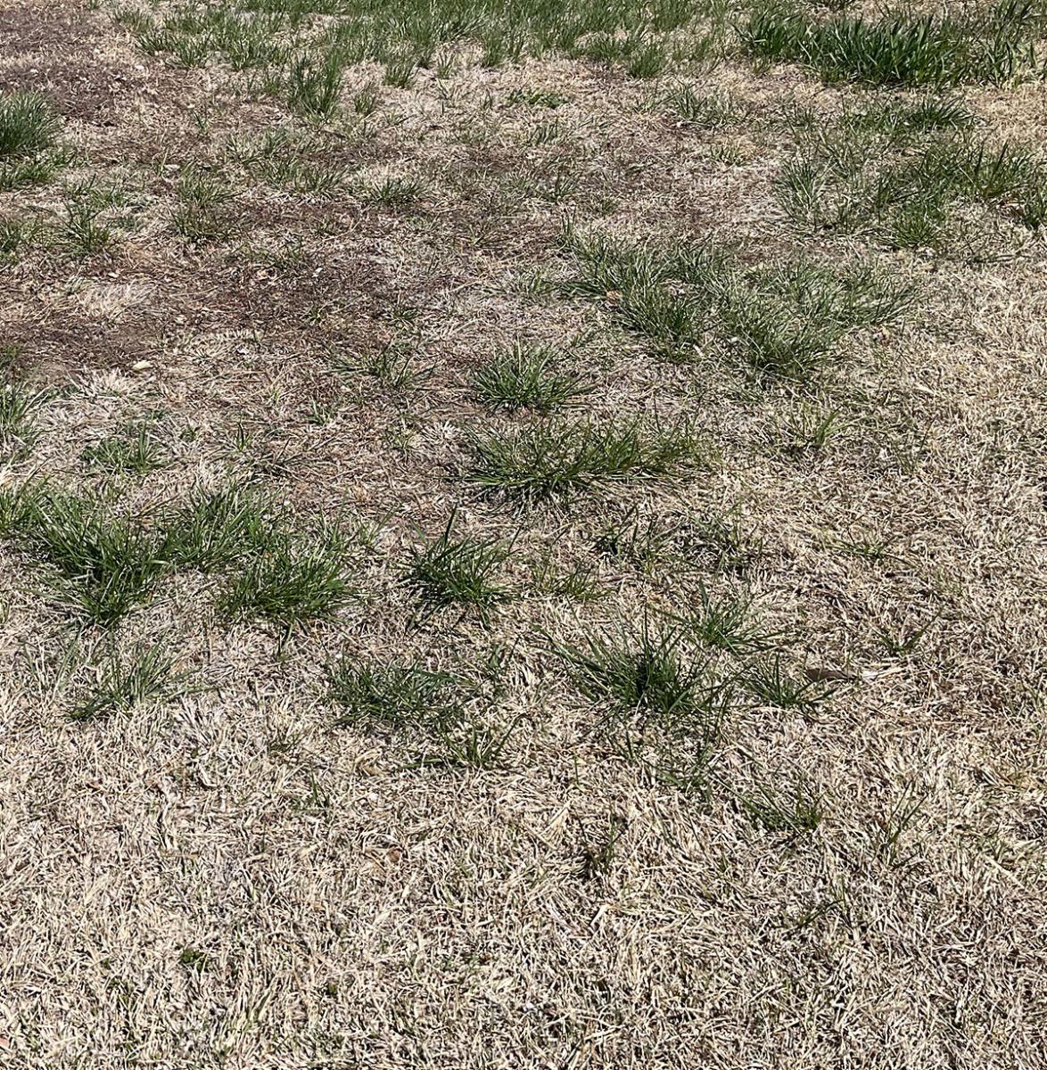 Picture of severe drought damage in turf.