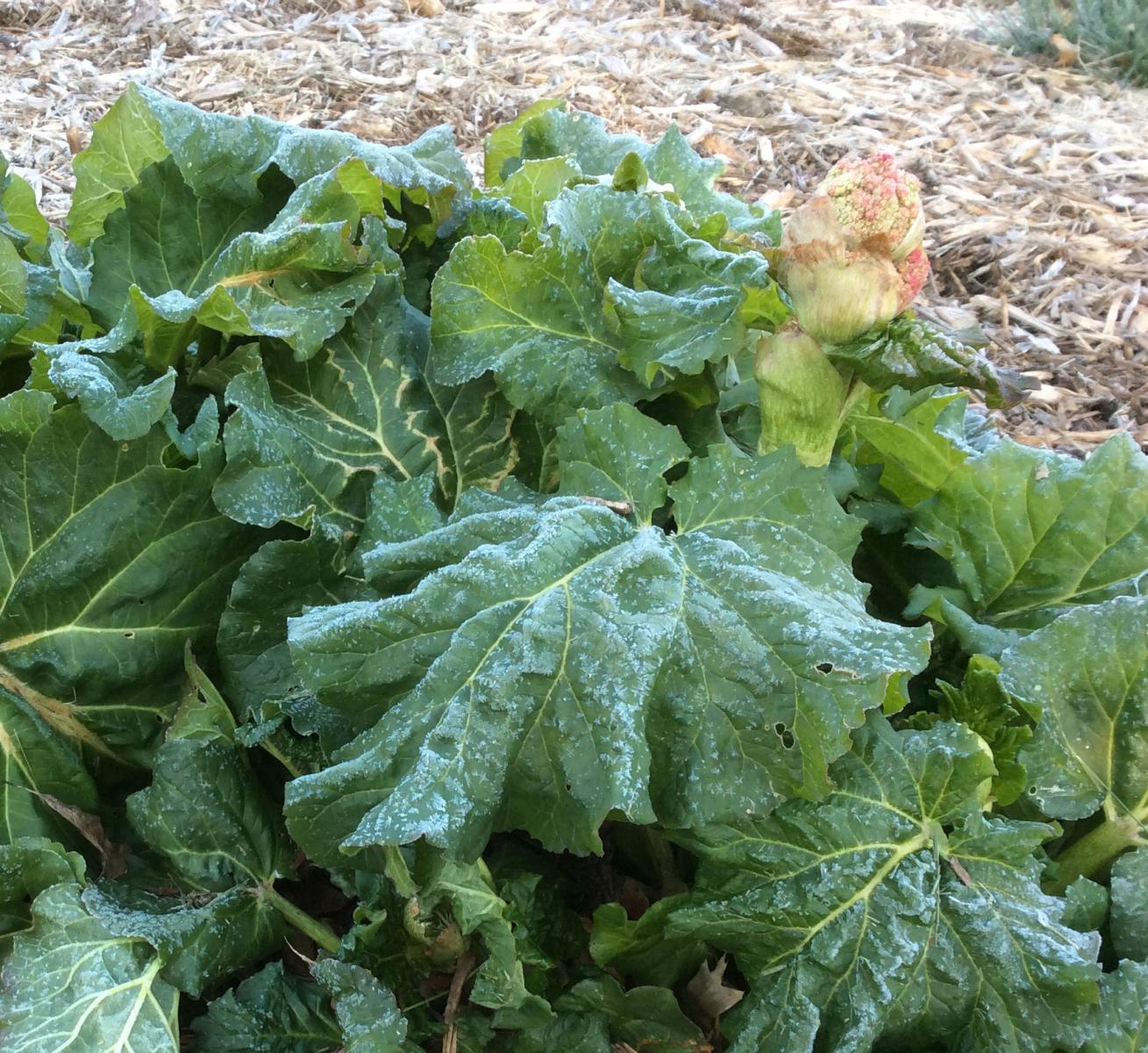 Image of frost damaged rhubarb leaves. 