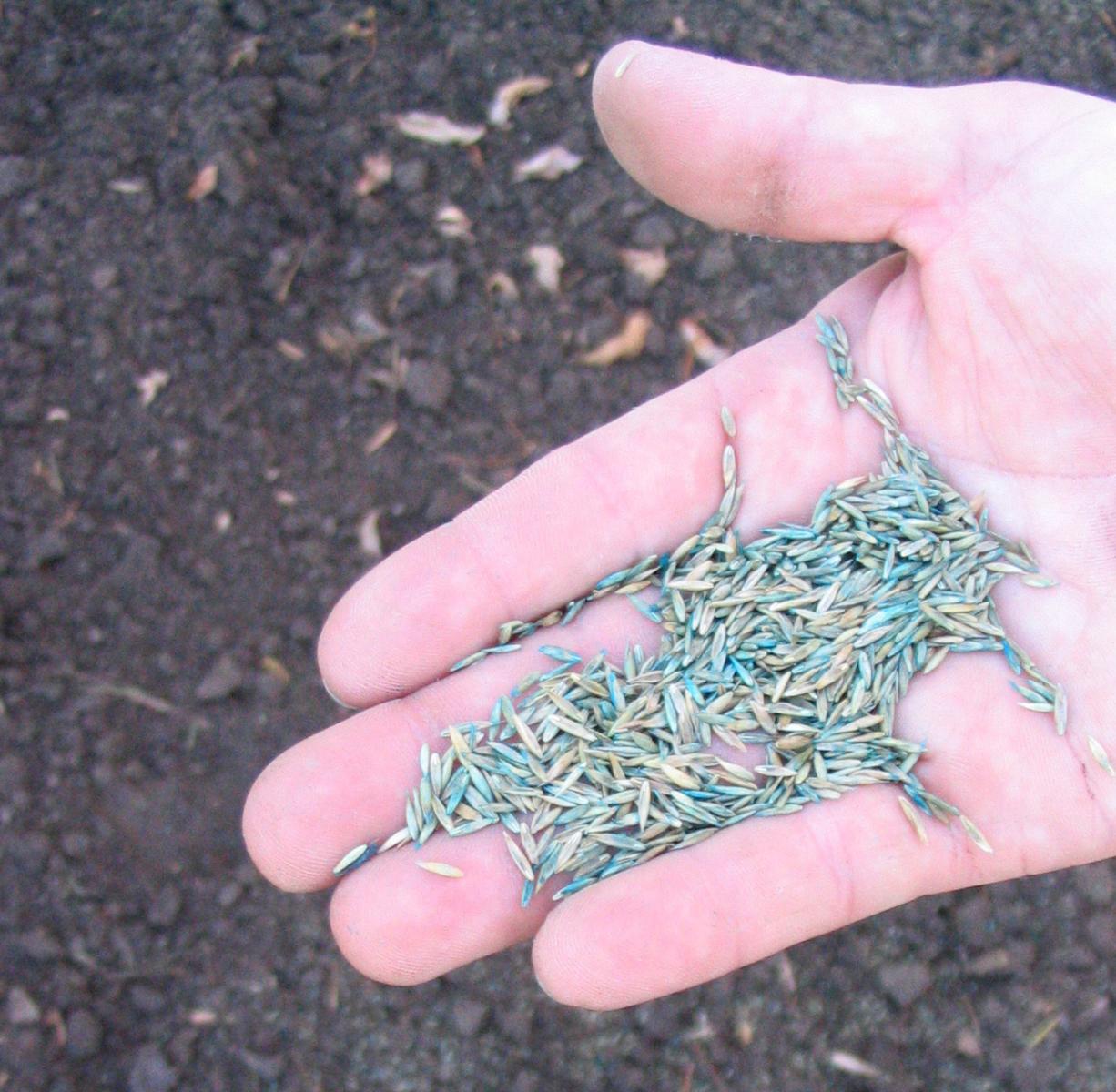 Picture of seeding grass.
