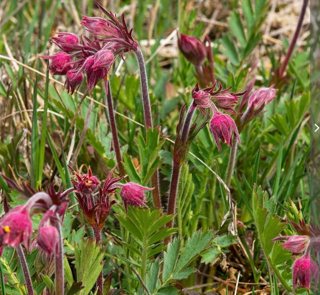 Prairie smoke, Geum triflorum, is native to the Great Plains. Image from High Country Gardens