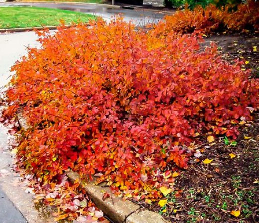 Gro-Low sumac has beautiful fall color. Image from The Tree Center Supply Company