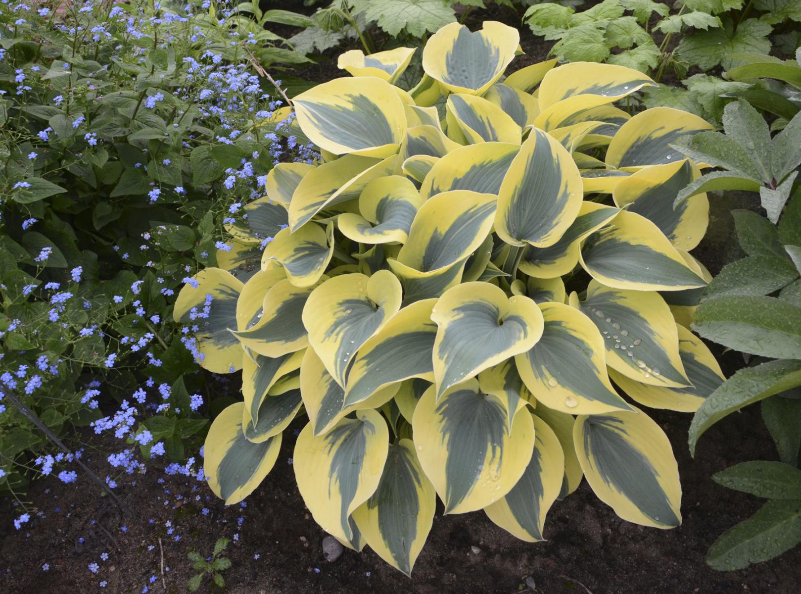 Image of Hosta 'Autumn Frost' from Walters Gardens. 