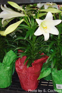 Image of an Easter lily. 