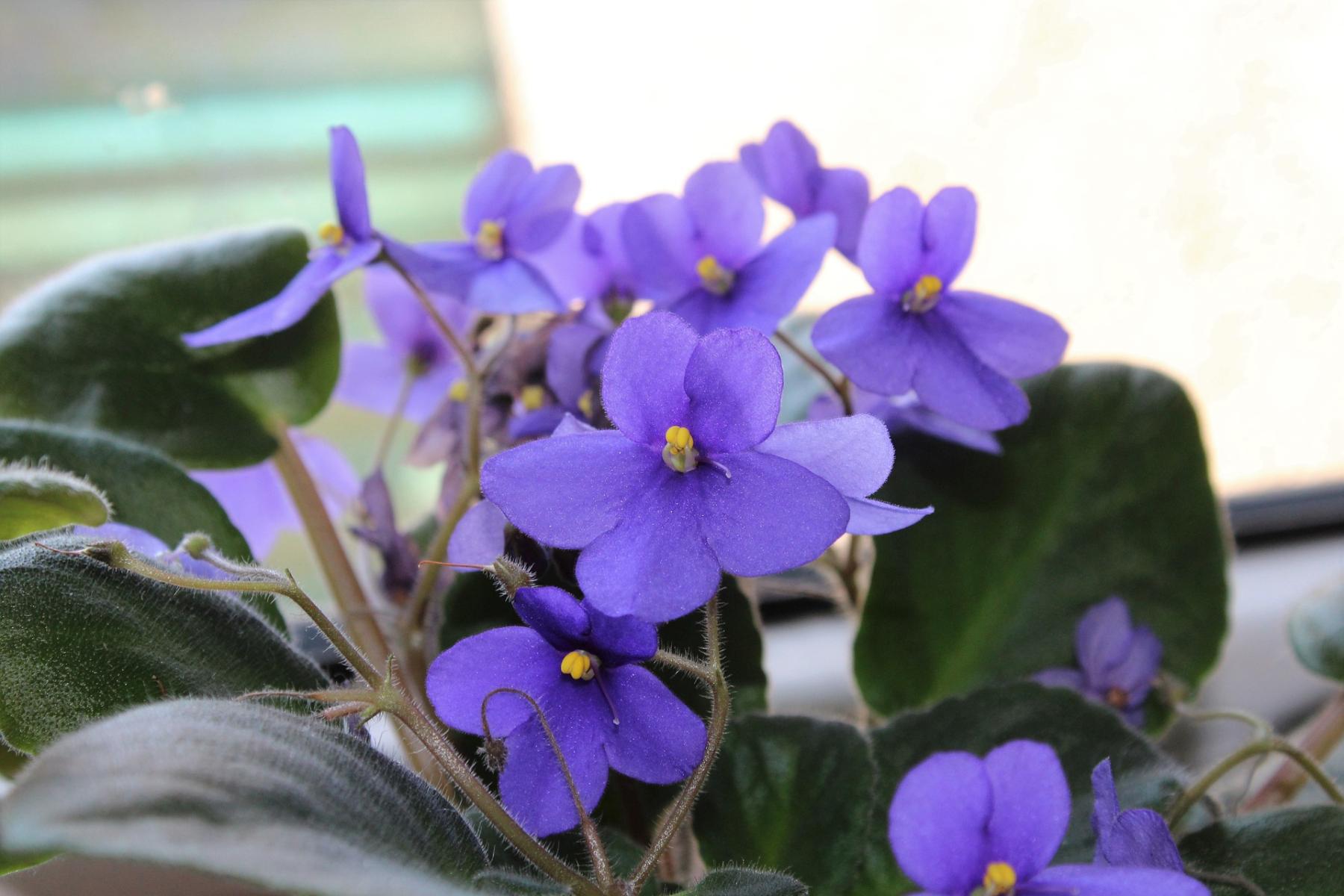 Image of an African violet. 