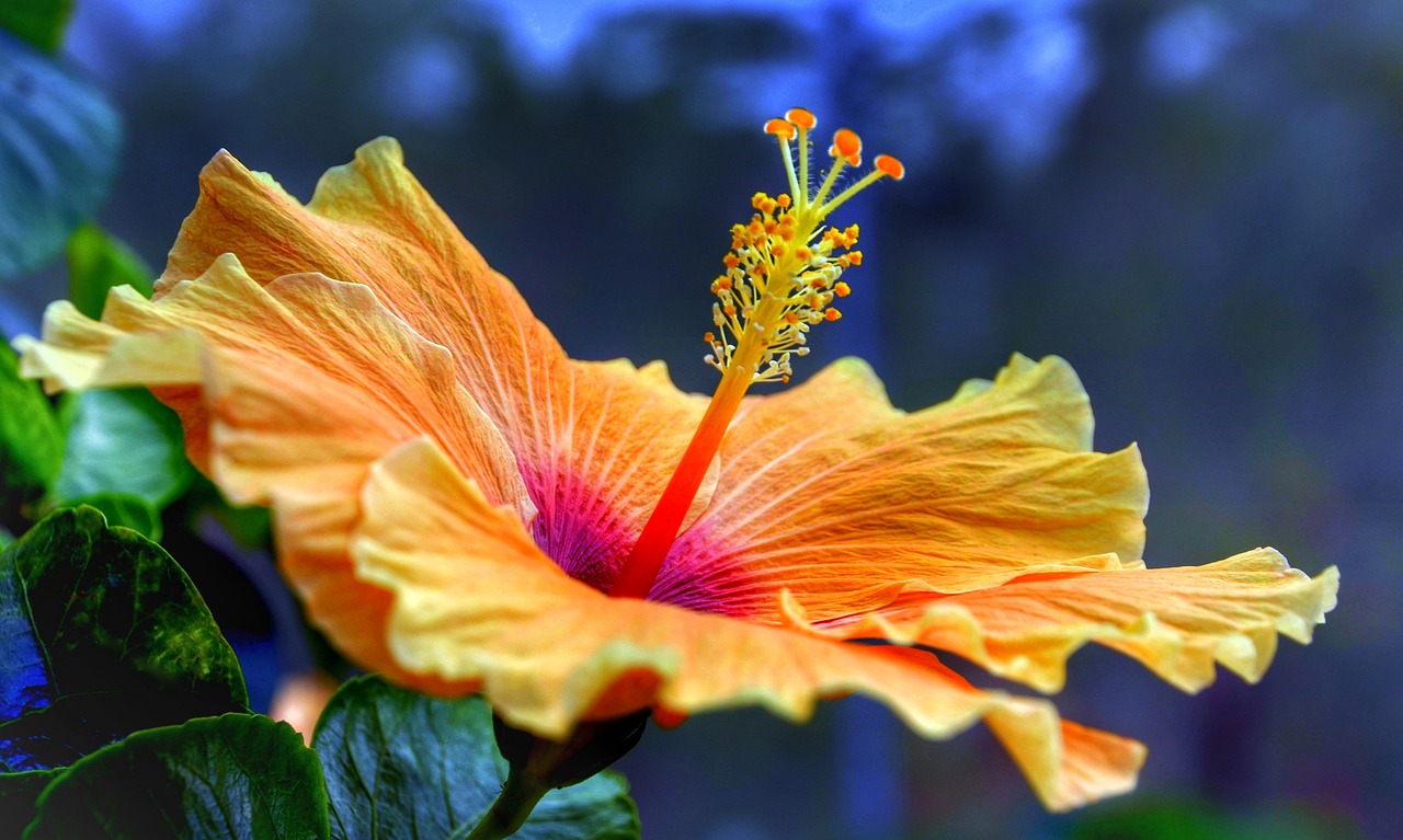 Tropical hibiscus can easily be kept long-term as a blooming houseplant, given enough sunlight. 