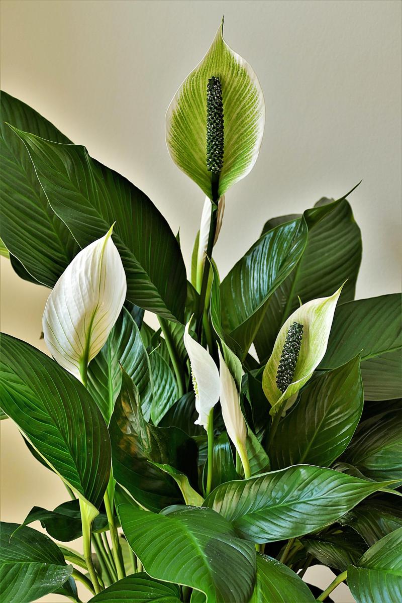Image of a peace lily. 