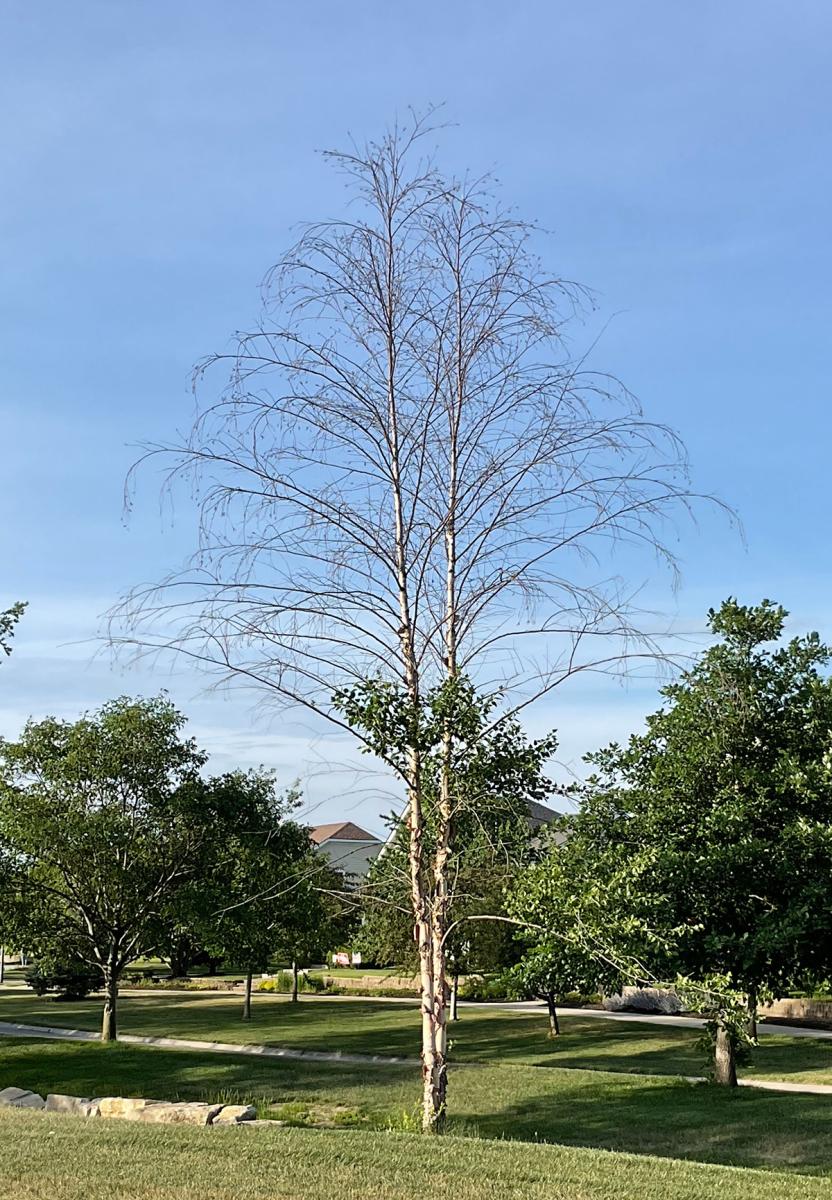 Picture of drought stressed tree