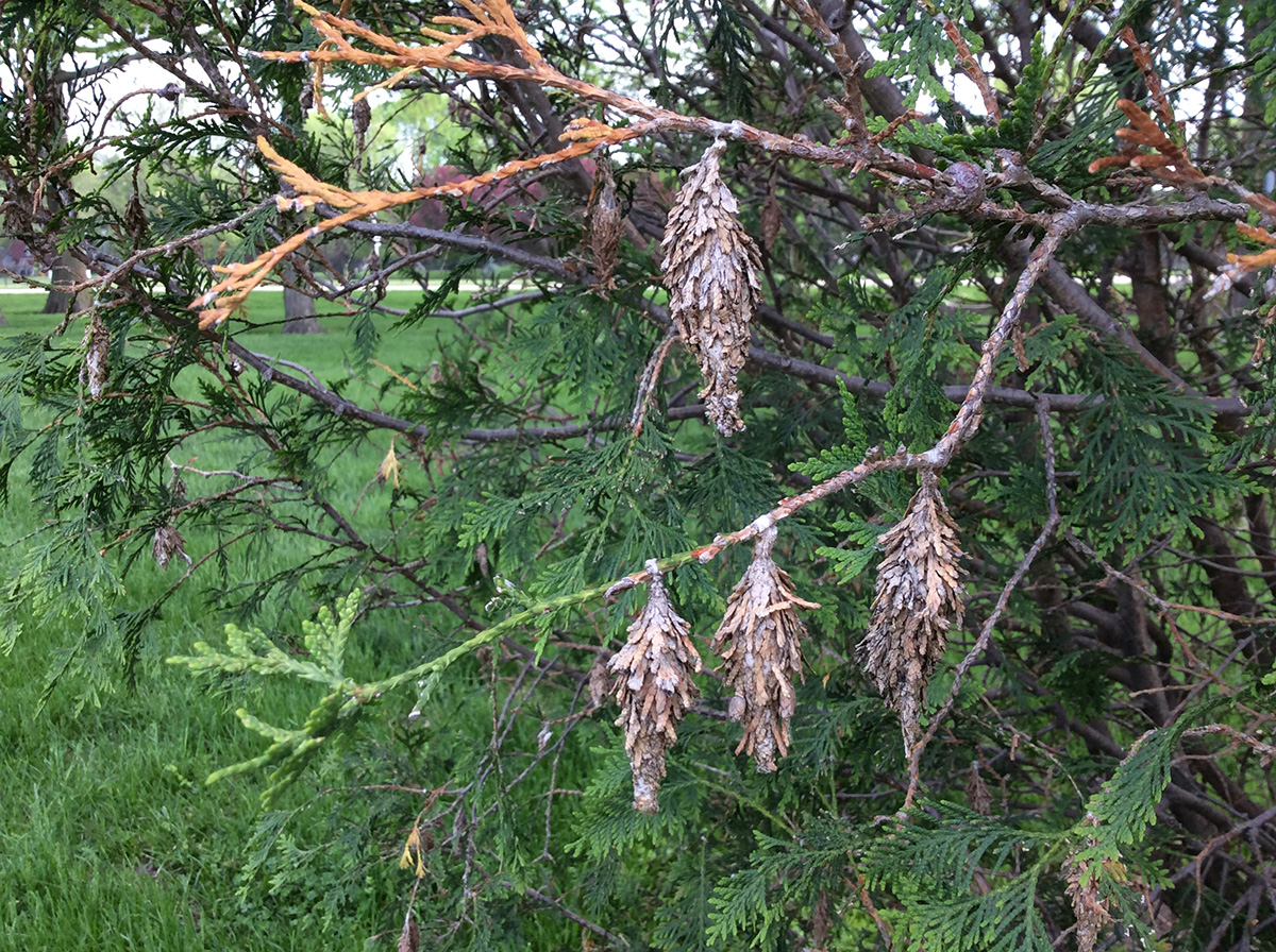 Mature bagworms fully grown and infesting a juniper. Sarah Browning, Nebraska Extension.