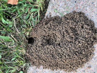 Image of a ground-nesting wasp burrow. 