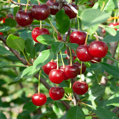Picture of 'Juliet' cherries from Spring Hill Nursery.