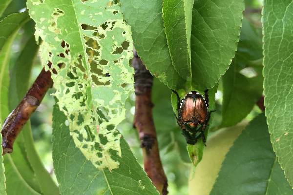 Image of typical Japanese beetle damage which results in skeletonized leaves. 
