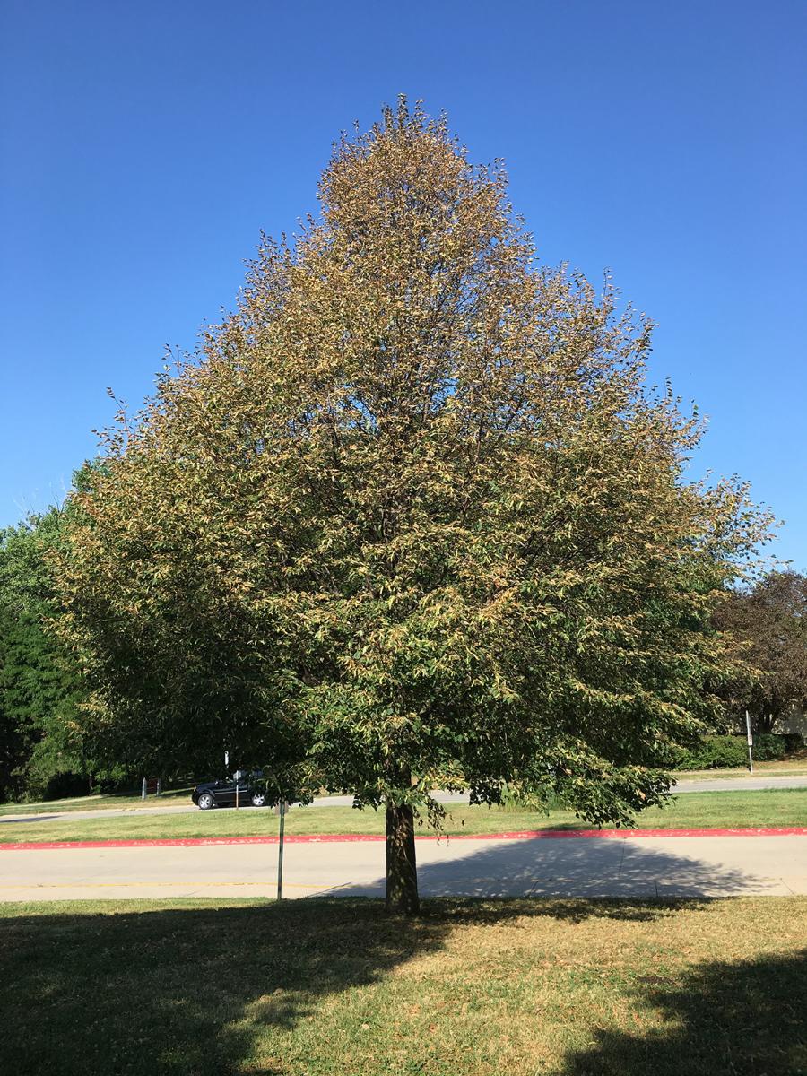 Picture of Linden Tree