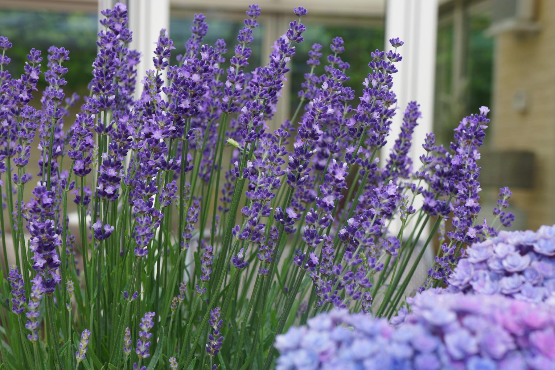 Lavender Growing Condition