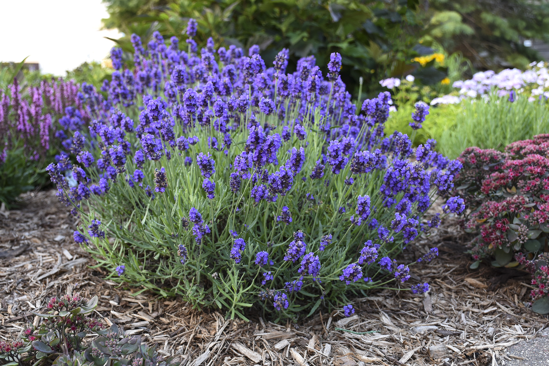 Image of Sweet Romance lavender