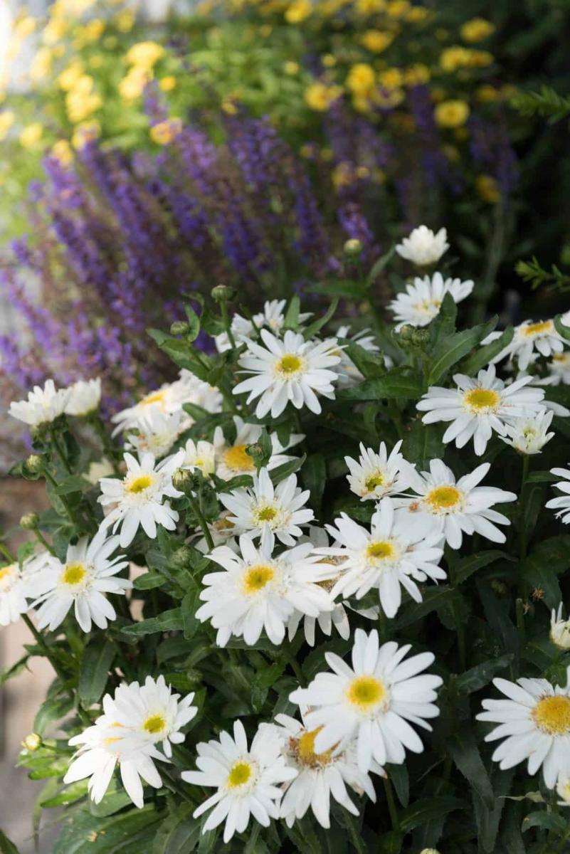 Image of Shasta Daisy 'Sweet Daisy Birdy' flowers. 