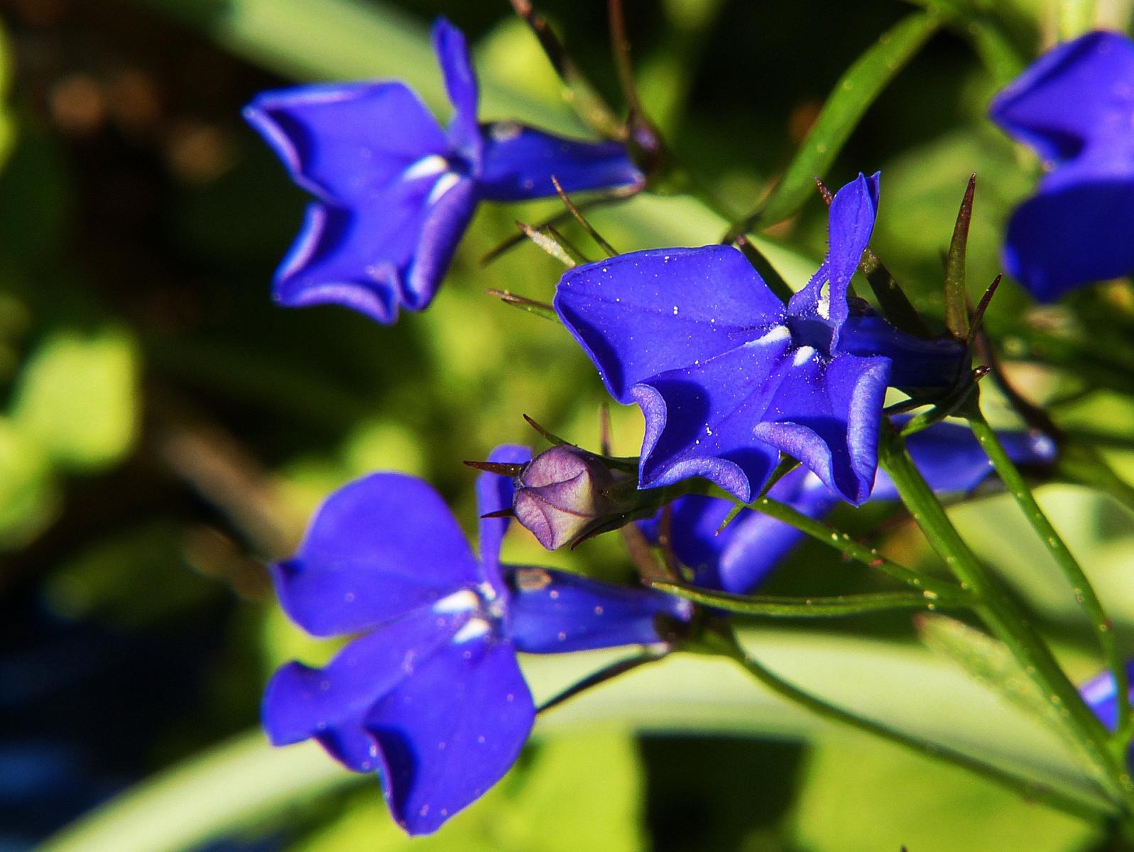 Picture of the Dark blue Lobelia larkspur flower.