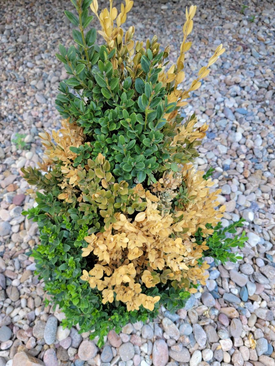 Picture of green boxwood with winter burn or desiccation.