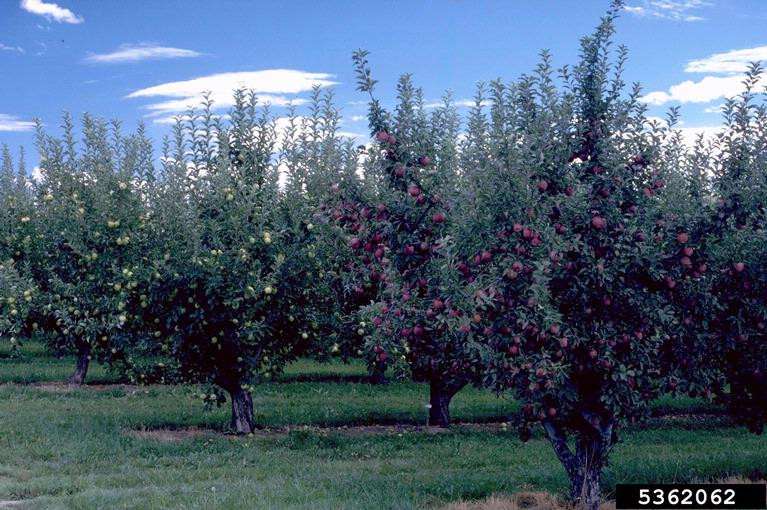 Apple trees in an orchard demonstrating standard central leader training.