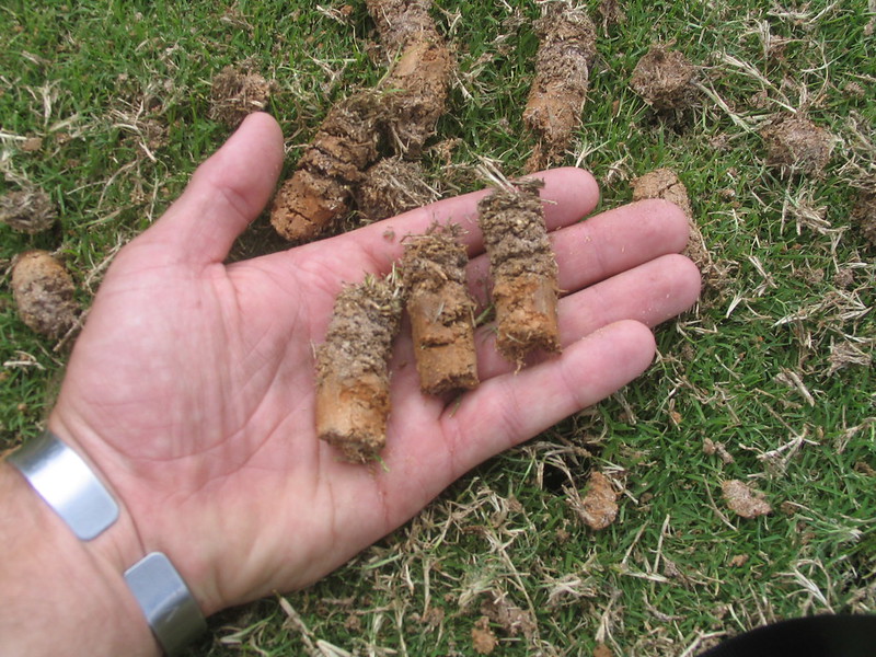 Picture of lawn aeration cores.