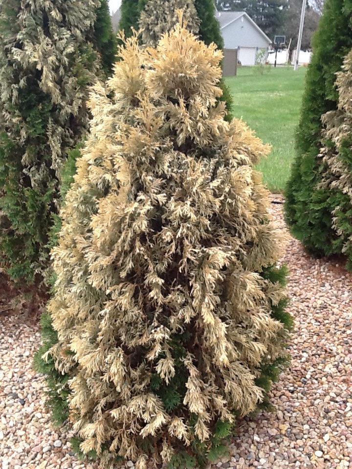 Picture of an arborvitae with winter dessication.