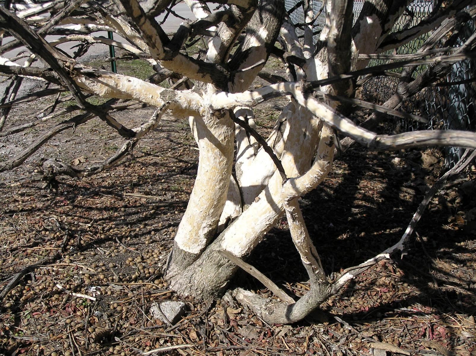 Image of rabbit damage to base of Burning bush stems. 