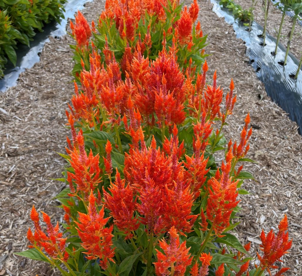 Image of Celosia 'Flamma Orange'.