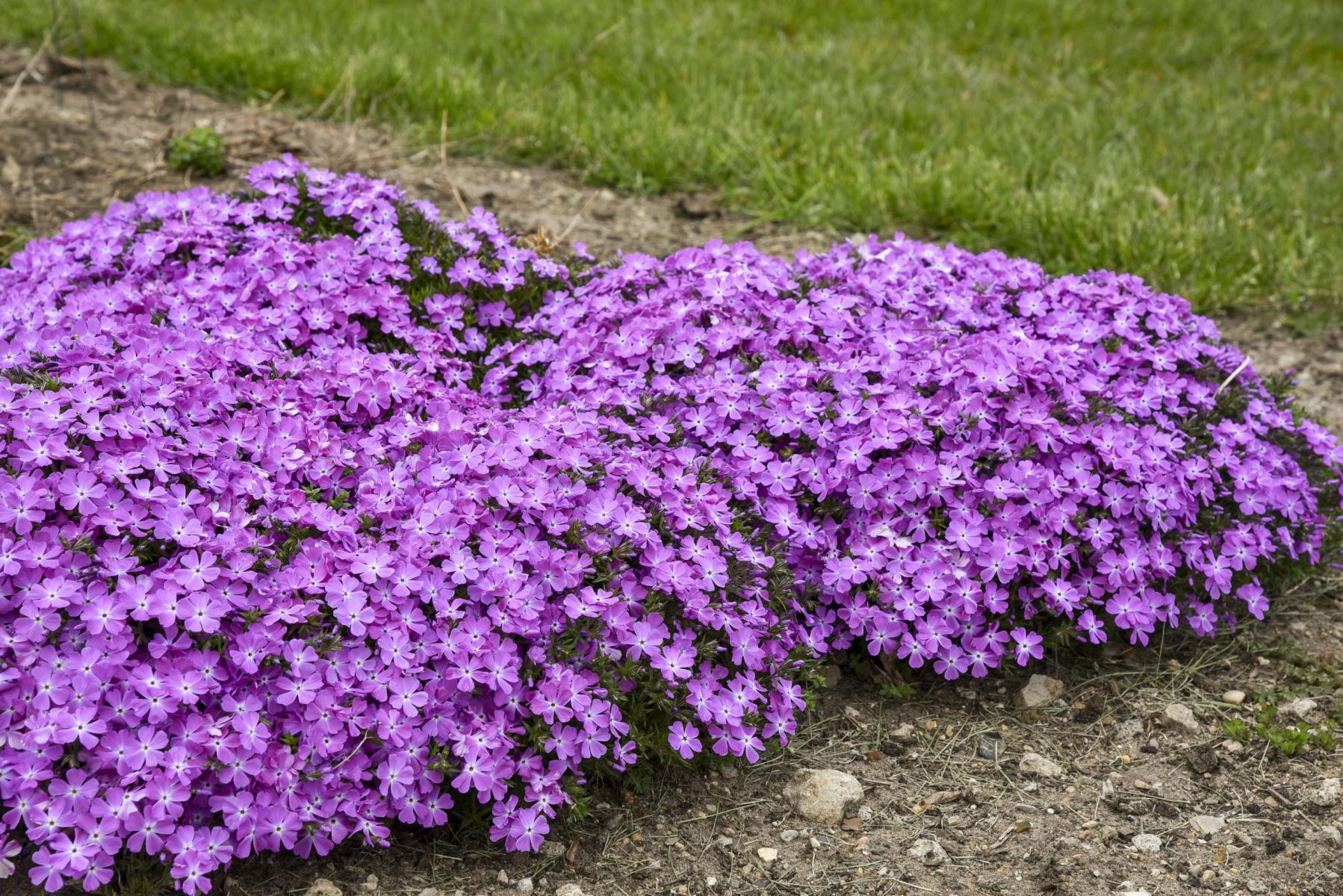 Phlox 'Spring Bling Rose Quartz' from Spring Meadow. This creeping phlox is a great spring bloomer.