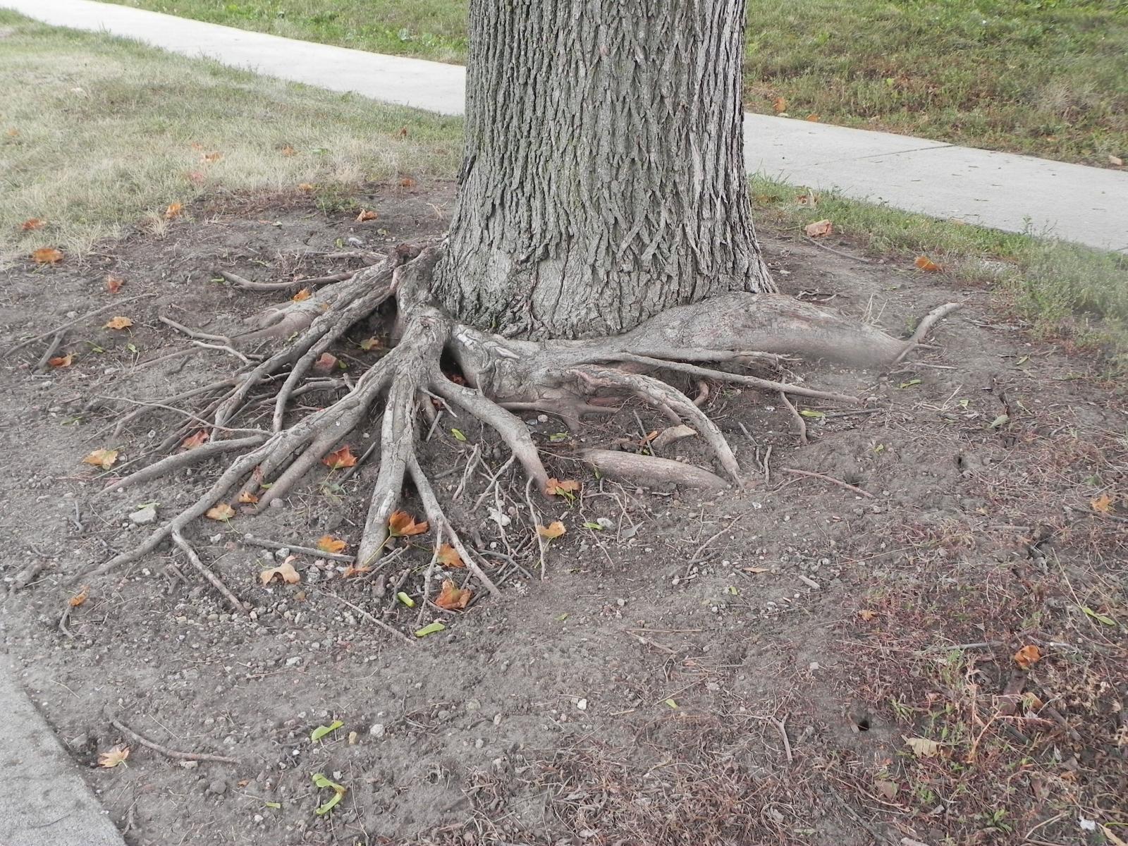 Example of a tree with severe stem girdling roots.