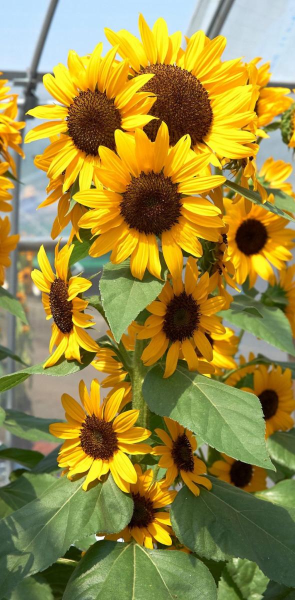 Image of Sunflower 'Concert Bell'.