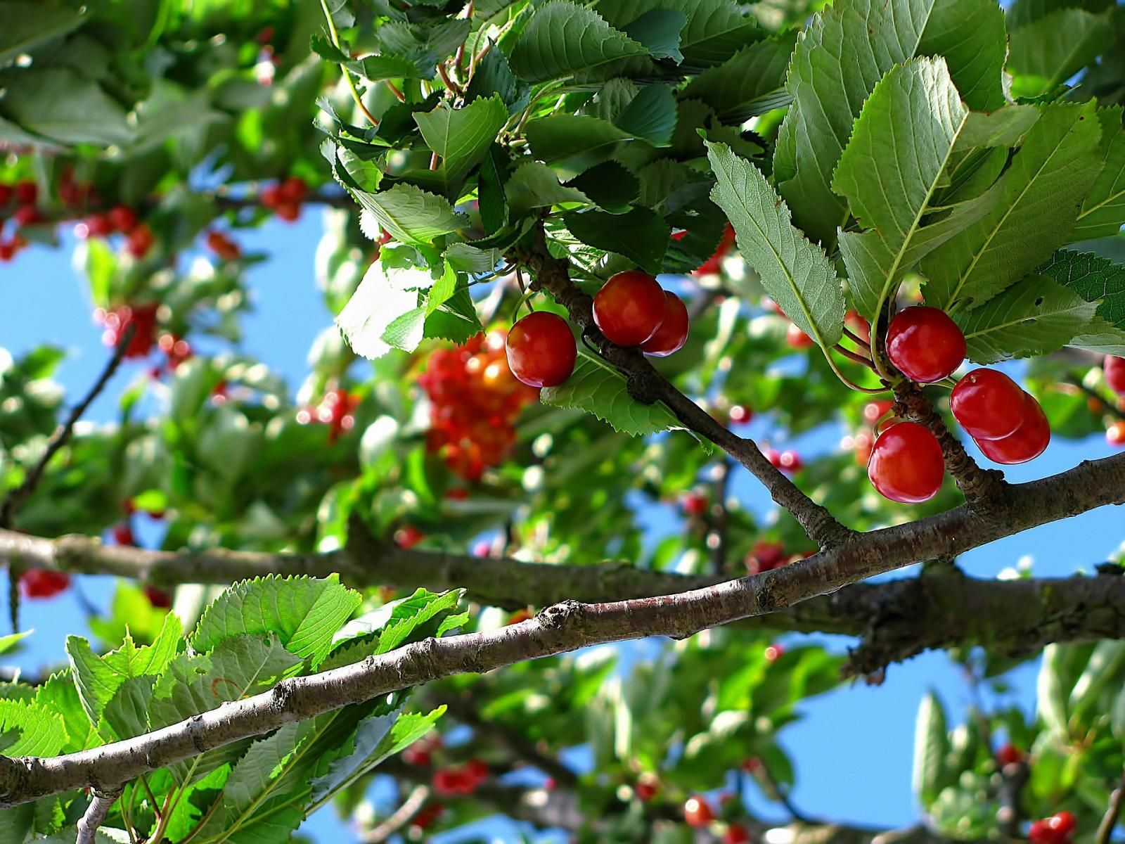 Cherry branches. 
