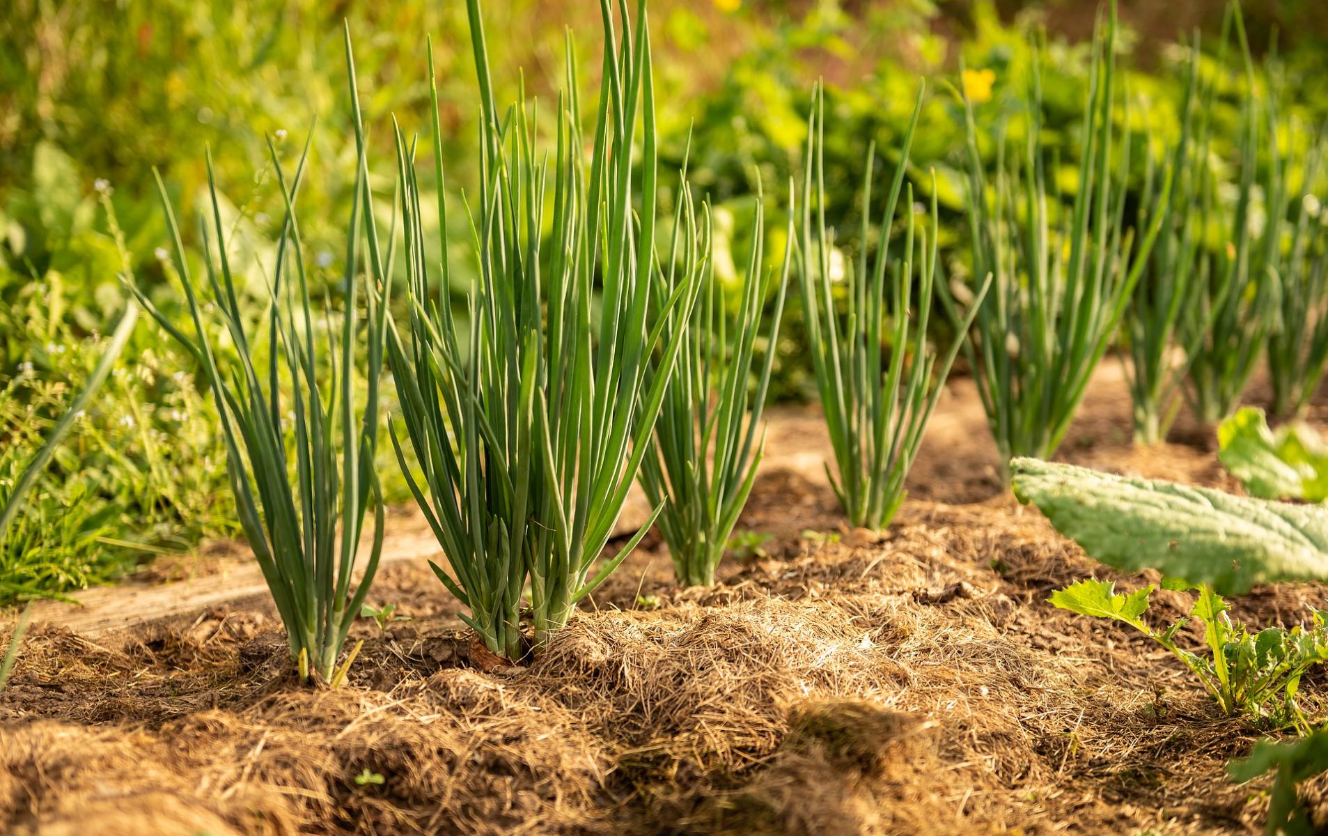  Planting onions from small bulbs or sets.