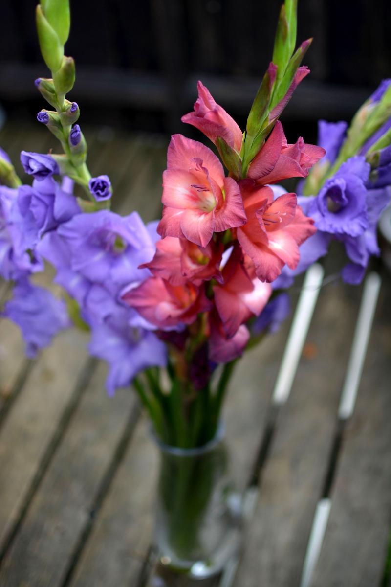 Gladiolas are a very easy flower to grow