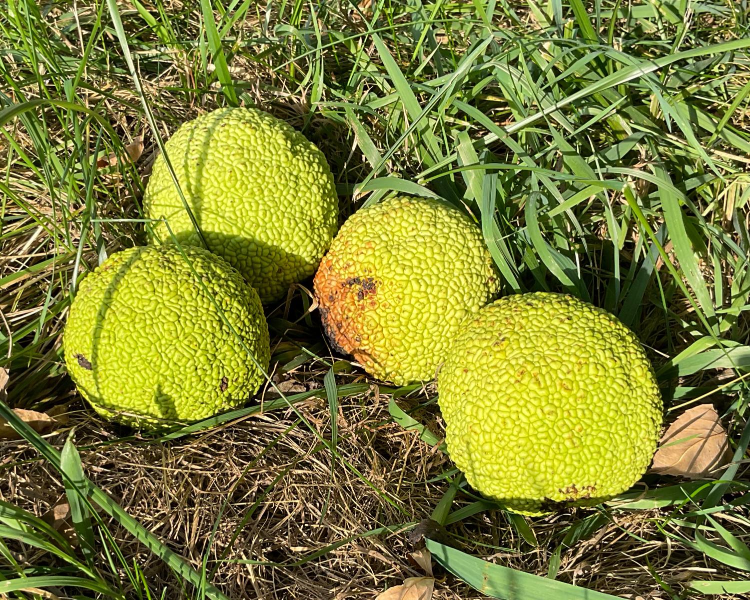 Image of hedge apples. 