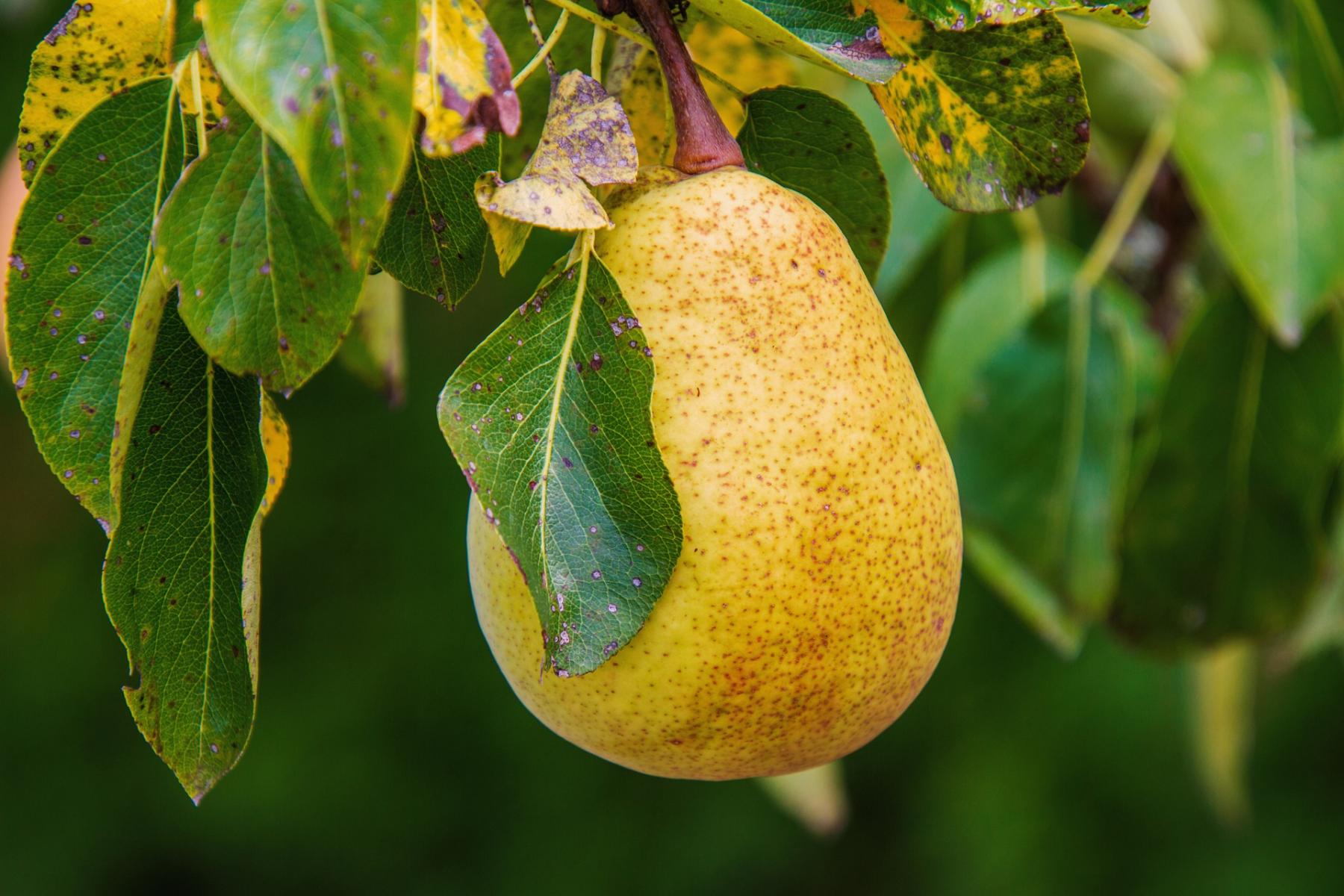 Pear tree.