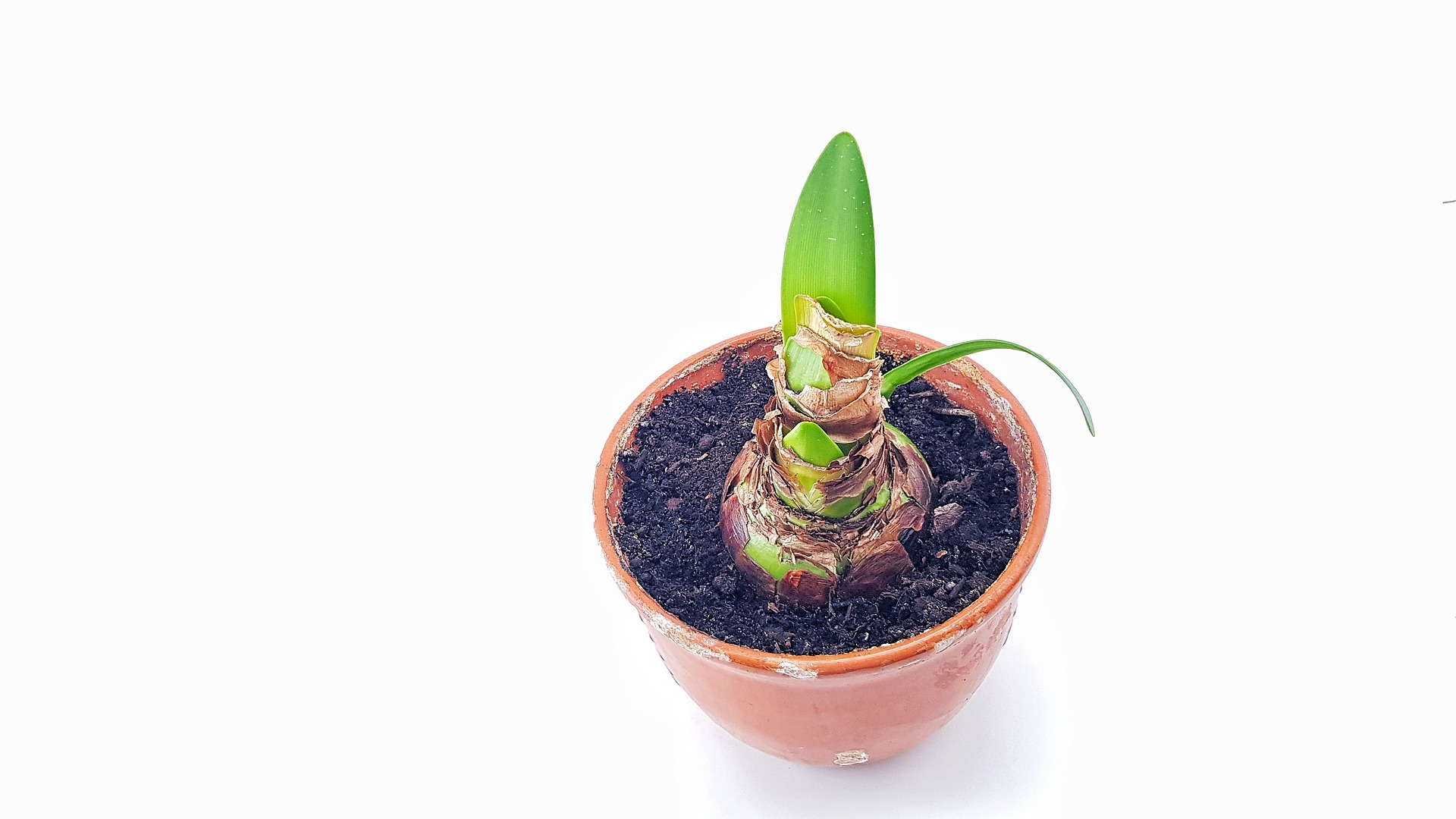 Image of sprouting Amaryllis bulb. 