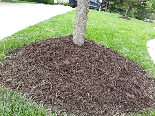 Picture of image of volcano mulching - don't do this!