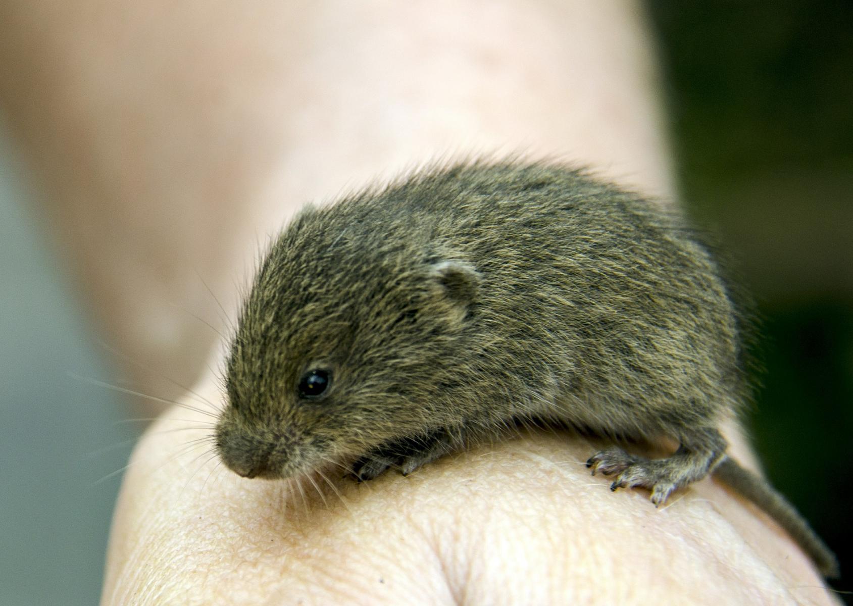 Image of a vole. 
