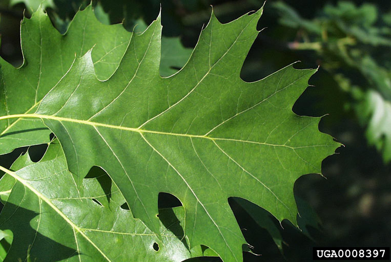Picture of red oak leaf