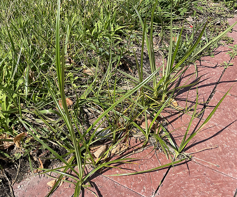 Picture of Nutsedge yellow weed plants