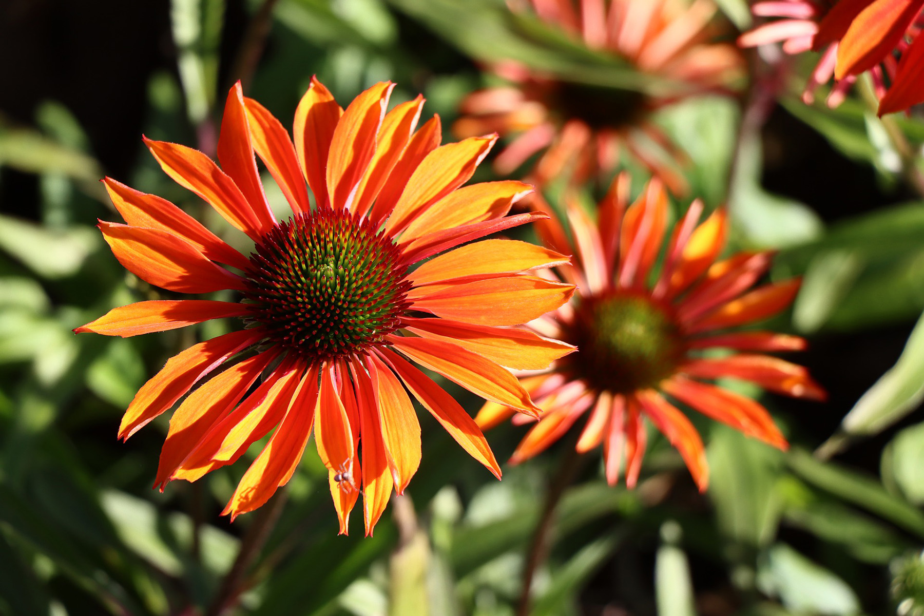Picture of Coneflower