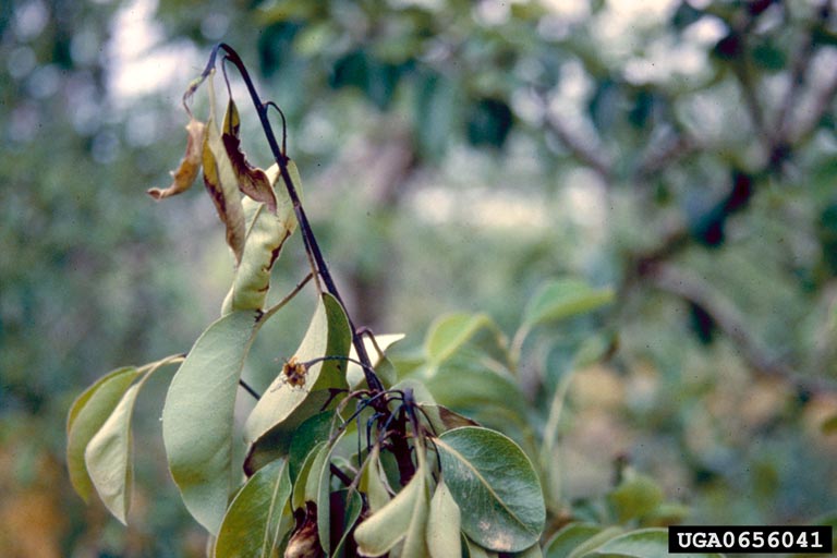Picture of Pear - Shoot of pear cv. Santa Maria showing typical symptoms of infection by fireblight. Image by P.G. Psallidas, Benaki Institute, Athens, Bugwood.org.