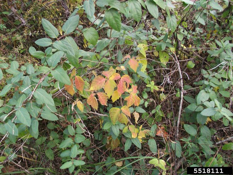 Image of poison ivy fall color. 